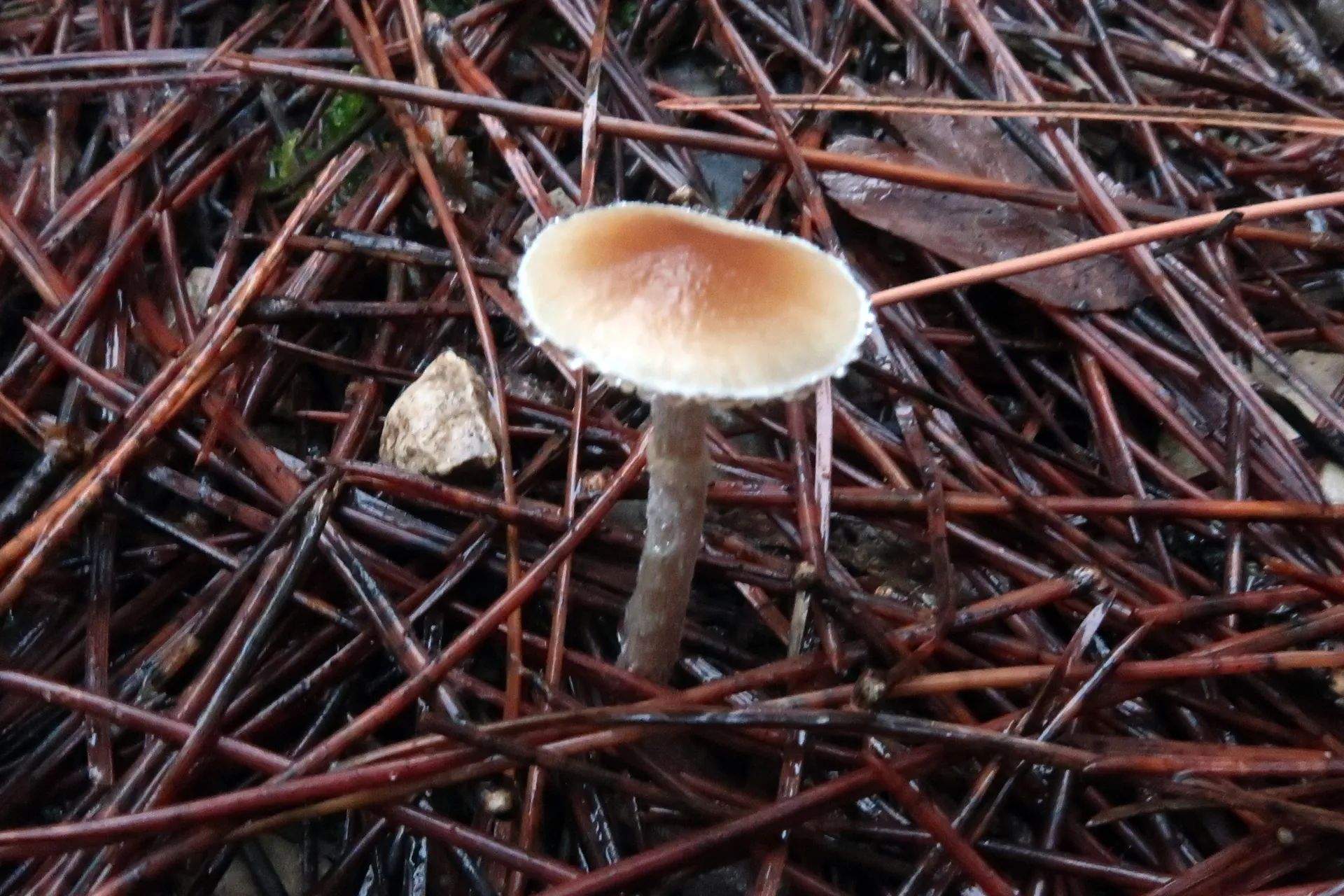 Meottomyces dissimulans - 1 - IMG_2386